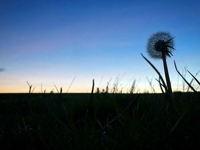 anormalbloke's tweet photo. #sociallyisolated #dandelion #dailywalk #oneaday https://t.co/VNHvEY8dRg https://t.co/AxQmyvBVVx