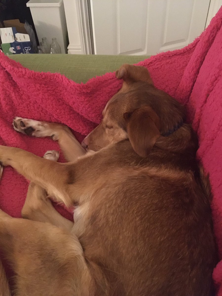 Sammy Field tweet media