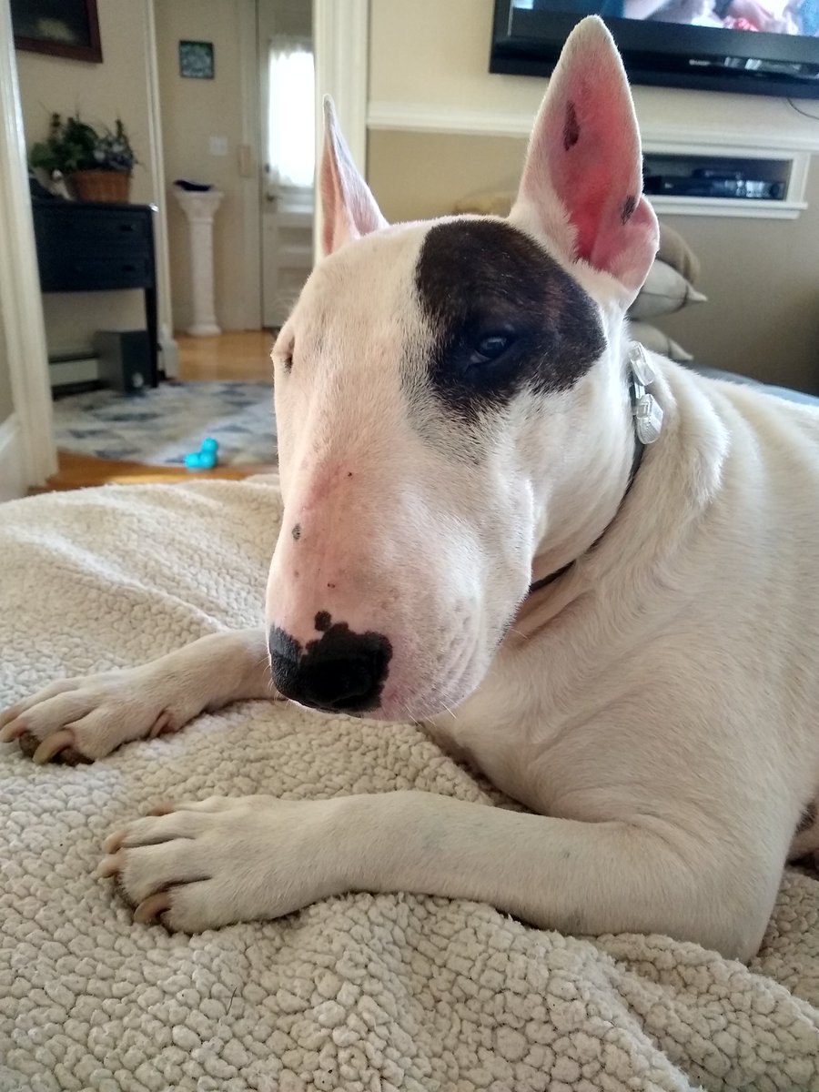 rexthetvterrier's tweet photo. I'm not willing to sacrifice my grandma, my Dad, my Mom, my uncles, aunts, brothers, cousins, so that Mar A Lago members get to buy another yacht #NotDying4WallStreet https://t.co/fPTowzarMr
