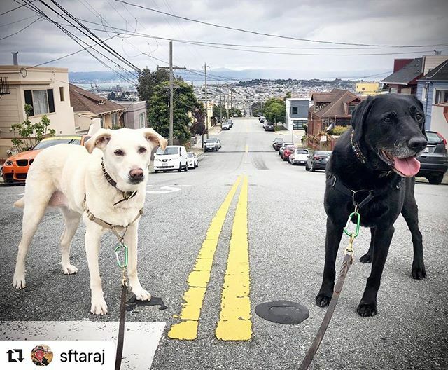 Dogz n the Hood > Day 8 Shelter-In-Place > Falling in love again with our hood’. . . #shelterinplace #stayingsane #neighborhood #portola #gardendistrict #lovemycity #lovemydogs #dogsofsanfrancisco #ilovesanfrancisco #freshair #blacklab #blackdogsrule #se… ift.tt/2QJs9MU