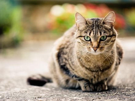 PortalPetMag's tweet photo. Gatos: terceira idade aumenta risco de desenvolvimento de doença renal. Com o avanço da idade, o risco de desenvolvimento de doenças crônicas aumenta e um dos problemas que mais preocupam os tutores é o risco oferecido pela Doença Renal Crônica. https://t.co/MlSTj2XYAt https://t.co/nxkZPvXfrK