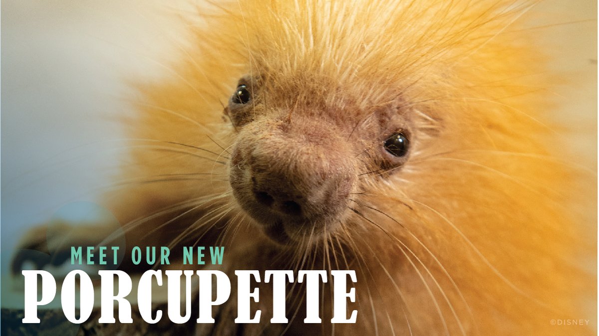 We recently welcomed an adorable porcupette into the herd at Disney's Animal Kingdom. Read the full details now on the Disney Parks Blog. bit.ly/2Jb9YM1 #DisneyAnimals
