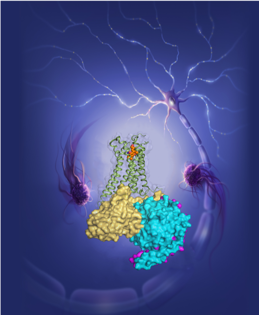 buildmodels's tweet photo. Scientists @ShanghaiTechUni Decipher the Structures of Signaling Forms of Human “Marijuana Receptors”

Explore in 3D at RCSB PDB: https://t.co/wJaXjF3xKn

https://t.co/Xb7OdIJqxh https://t.co/ebEnpk2bDn