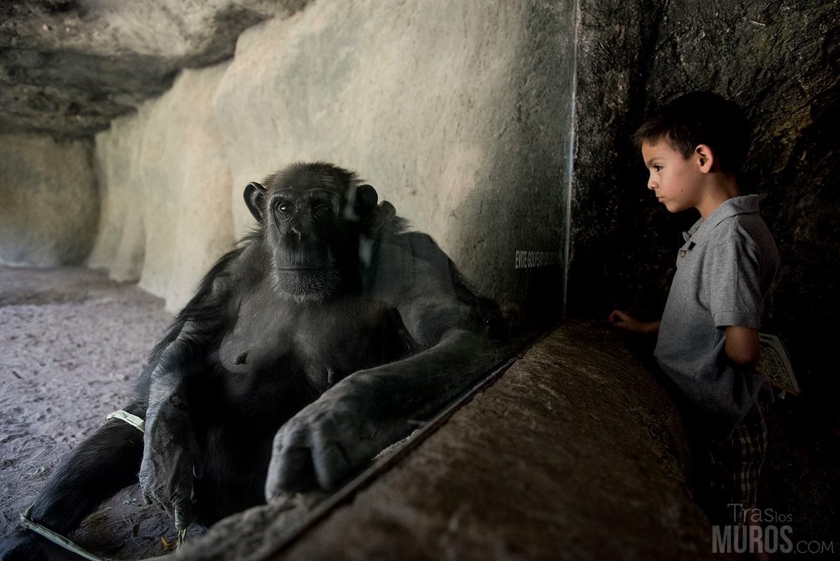 RAntiespecistas's tweet image. No tenéis ni idea de lo que significa la palabra ENCIERRO.
#COVIDー19 #cuarentena 

📷 @Tras_los_Muros