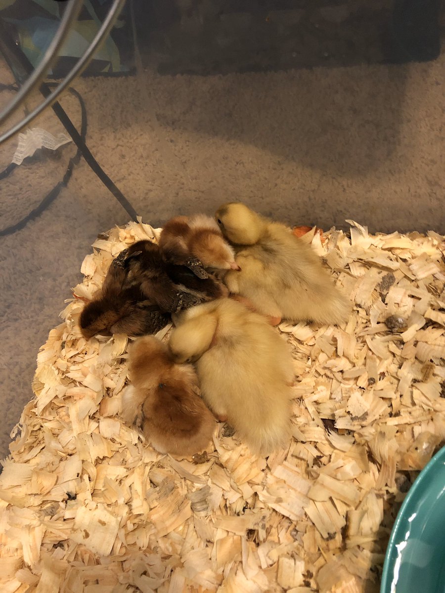MsLushHMS's tweet photo. Also they sleep in a pile 😍 https://t.co/6trsc8JRD5