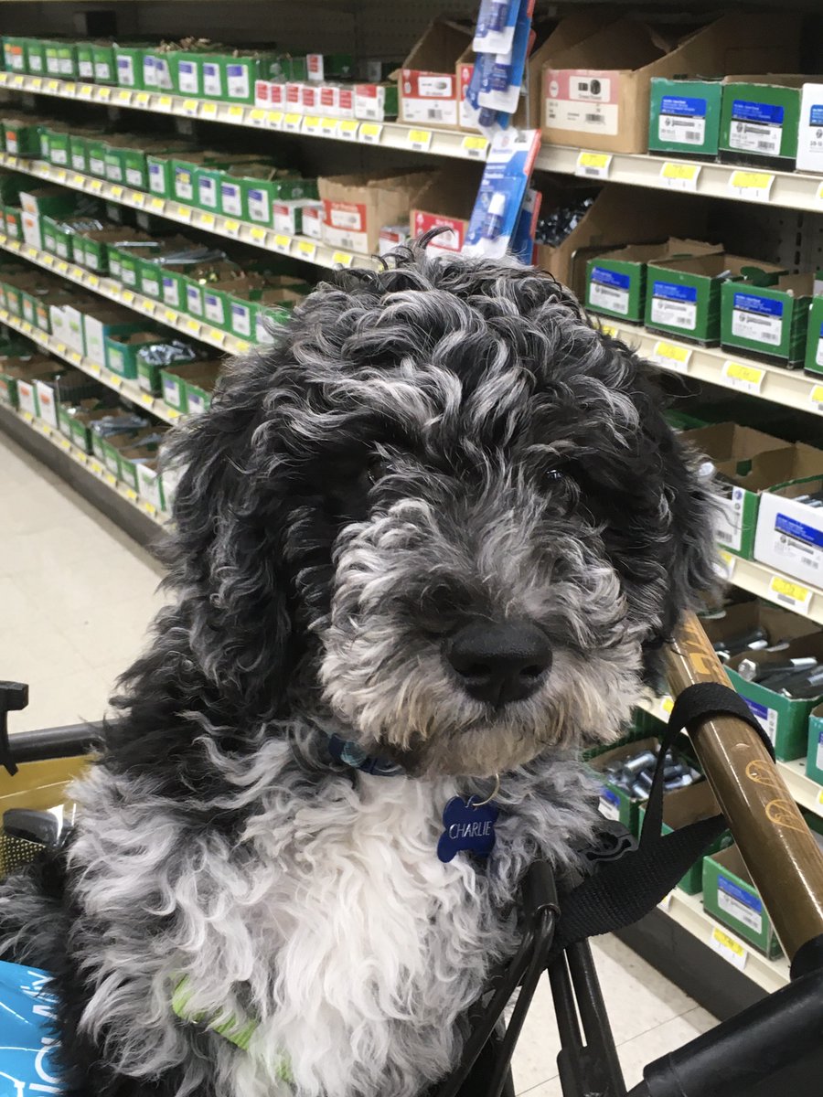 coleshardware's tweet photo. Charlie was a much welcomed visitor this afternoon. #coleshardware #petfriendly https://t.co/I4Krim1zIP