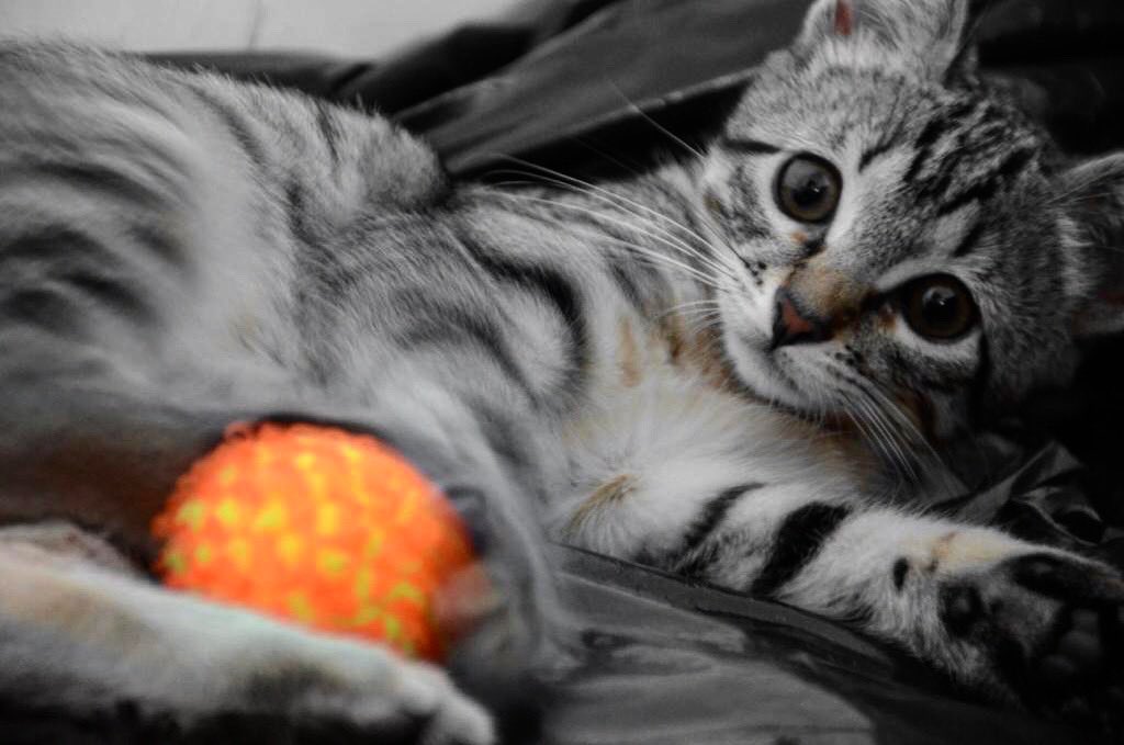 Meu momento #gatoawards ❤️