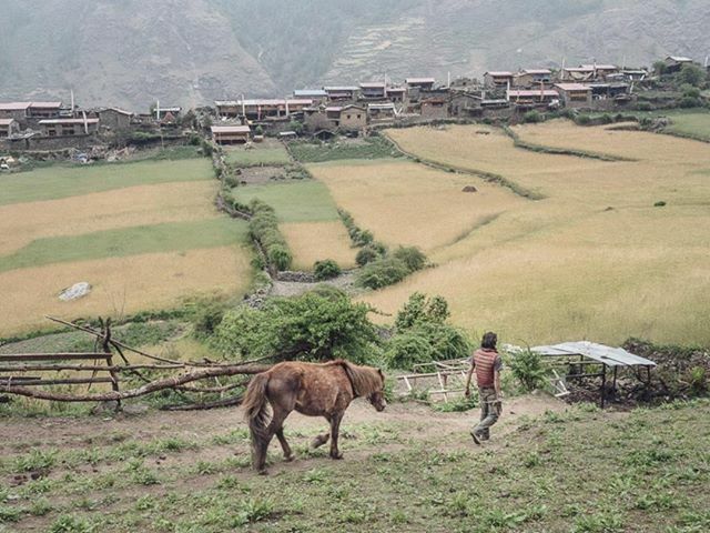 JulienFumard's tweet photo. Most people living in high altitude #Himalayan villages are #farmers. Mountain climate do not allow them to crop a wide variety of food, so they mainly grow barley and wheat (which they roast and grind to make #tsampa), potatoes, and raise yaks for their… https://t.co/IrCTZLmemV https://t.co/J5YNwYif0t