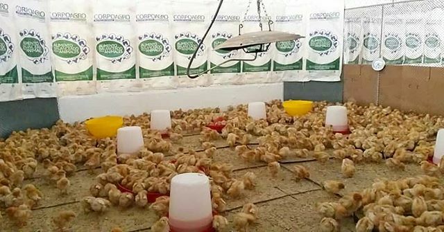 CorpoAgro's tweet photo. Orgullosos de prefieran nuestros productos y podamos ser de apoyo a la industria agroalimentaria 💪☺.
Reposted from @agrosantateresa Pollitas bebé en nuestra Unidad Productiva avícola. Seguimos ayudando a proveer alimento para la familia venezolana du… https://t.co/uxg1Vz9jGM https://t.co/yKJXSH4MdY