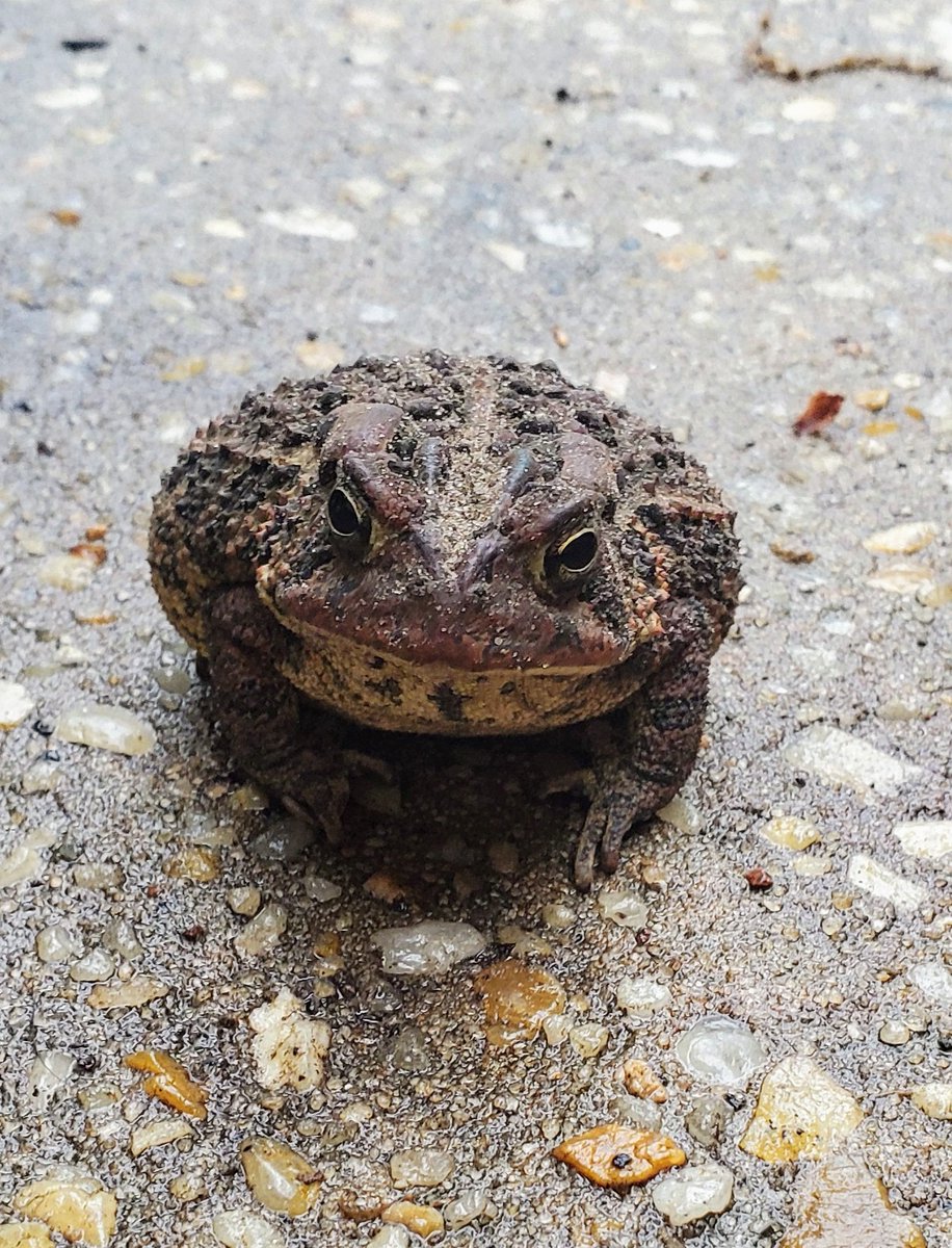 AmyChuaADE's tweet photo. I don't know if this little guy was quite ready for all this social interaction today 😅...but the Chua kiddos sure enjoyed meeting him!🐸 #quarantined #thegreatoutdoors #comebacksunshine #goawaycovid19 #lessonsinnature #frogsvstoads #TeamChua #lovemykids https://t.co/75sGtUhCEF