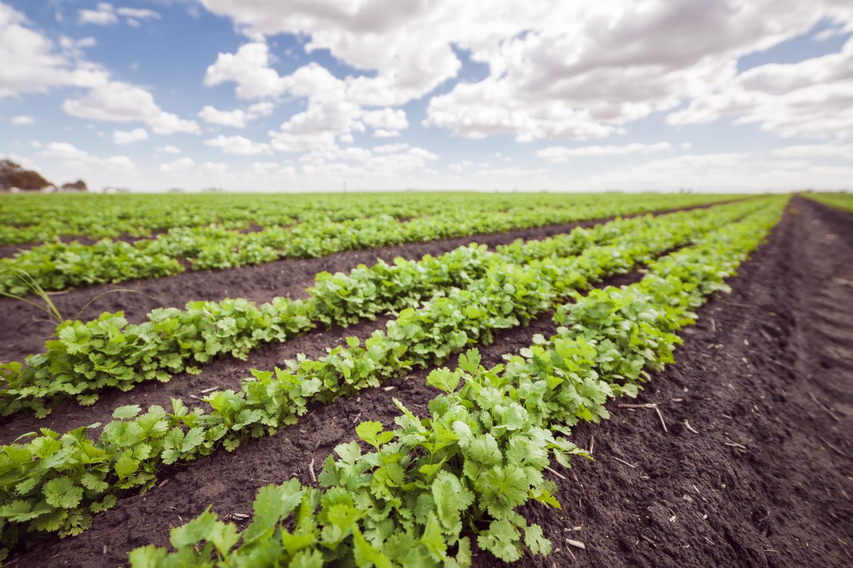 Bowles Farming Co tweet media