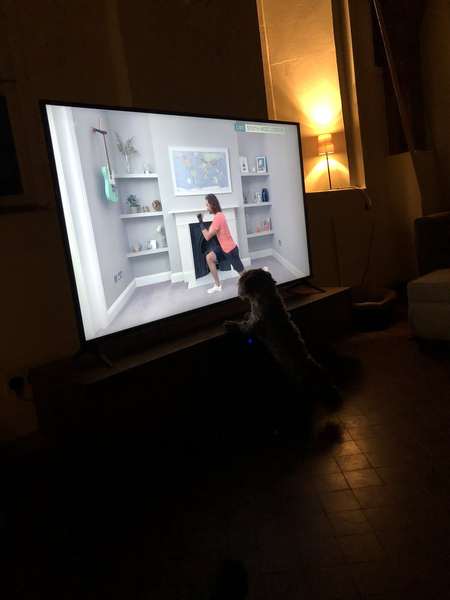 Catching up with <a href="/thebodycoach/">Joe Wicks</a> from <a href="/thismorning/">This Morning</a>  hilariously... never seen #Dudley #shihtzu so interested in TV before. I think he’s a fan. 😂🐶