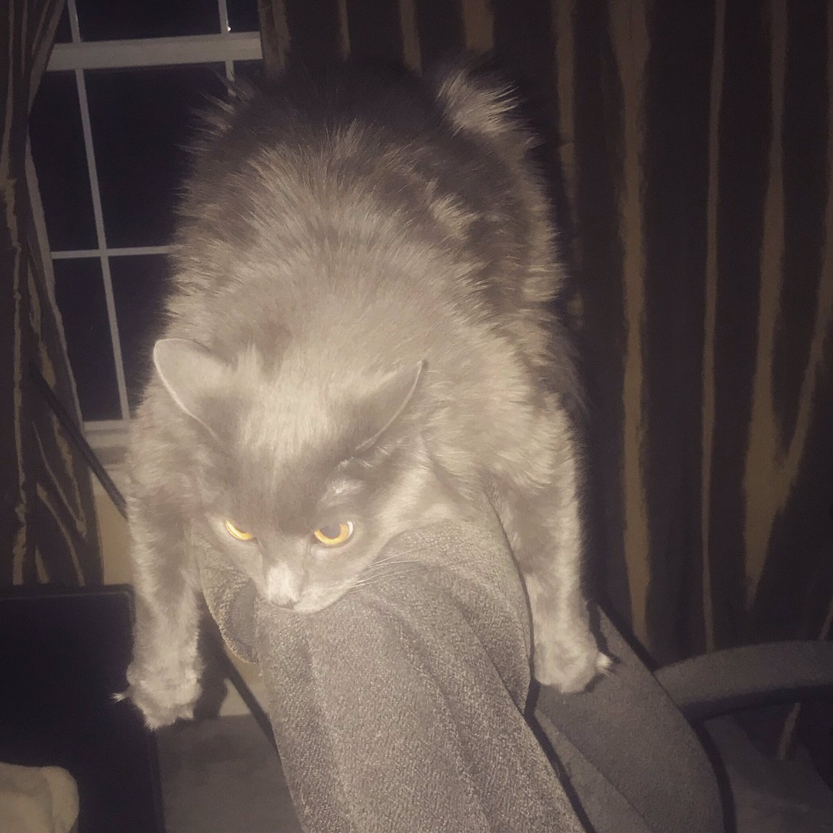 mtrack12's tweet photo. My ❤️ Nina #mjspets https://t.co/0cOqPPu2Pw