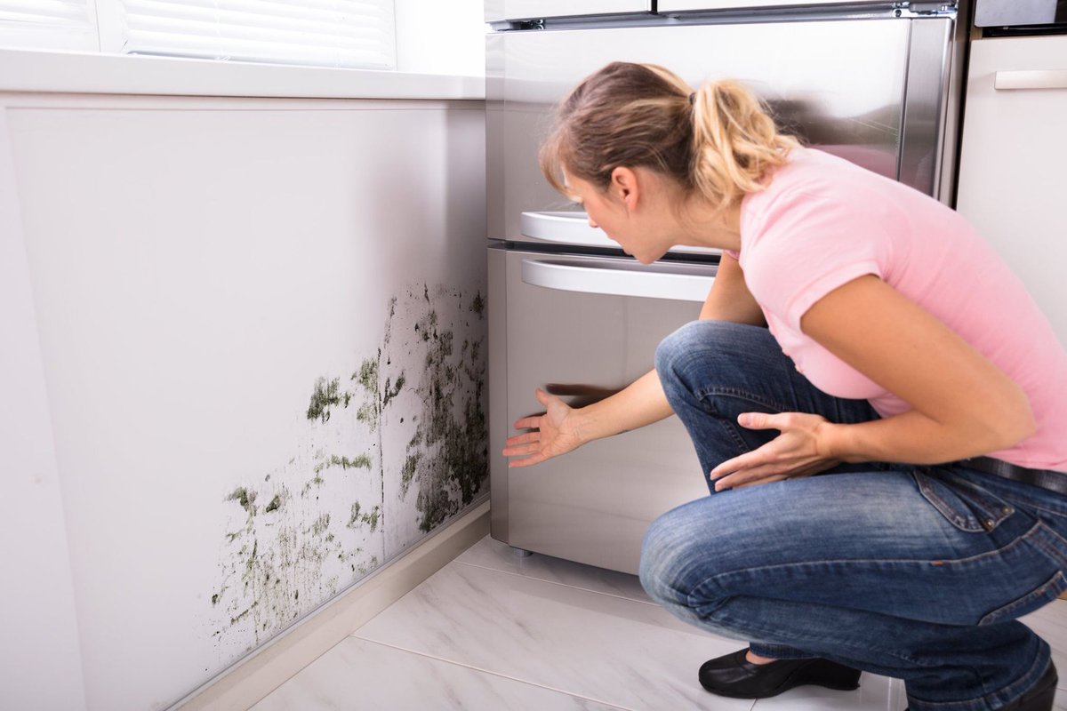 A musty, earthy smell, like dirt and rotting leaves, is a sign of mold, especially after a heavy rain. Mold can be instigated into activity by changes in moisture. The smells given off by mold at certain stages of their growth and reproduction are called MVOCs. #mold #odor #smell