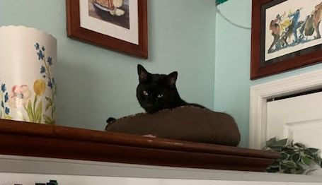 UCFSociology's tweet photo. Dr. Libby Mustaine's kitty Milo is the purrrfect coworker! 

#SociologyAtHome #InThisThogether https://t.co/Nvc9xnqmKA