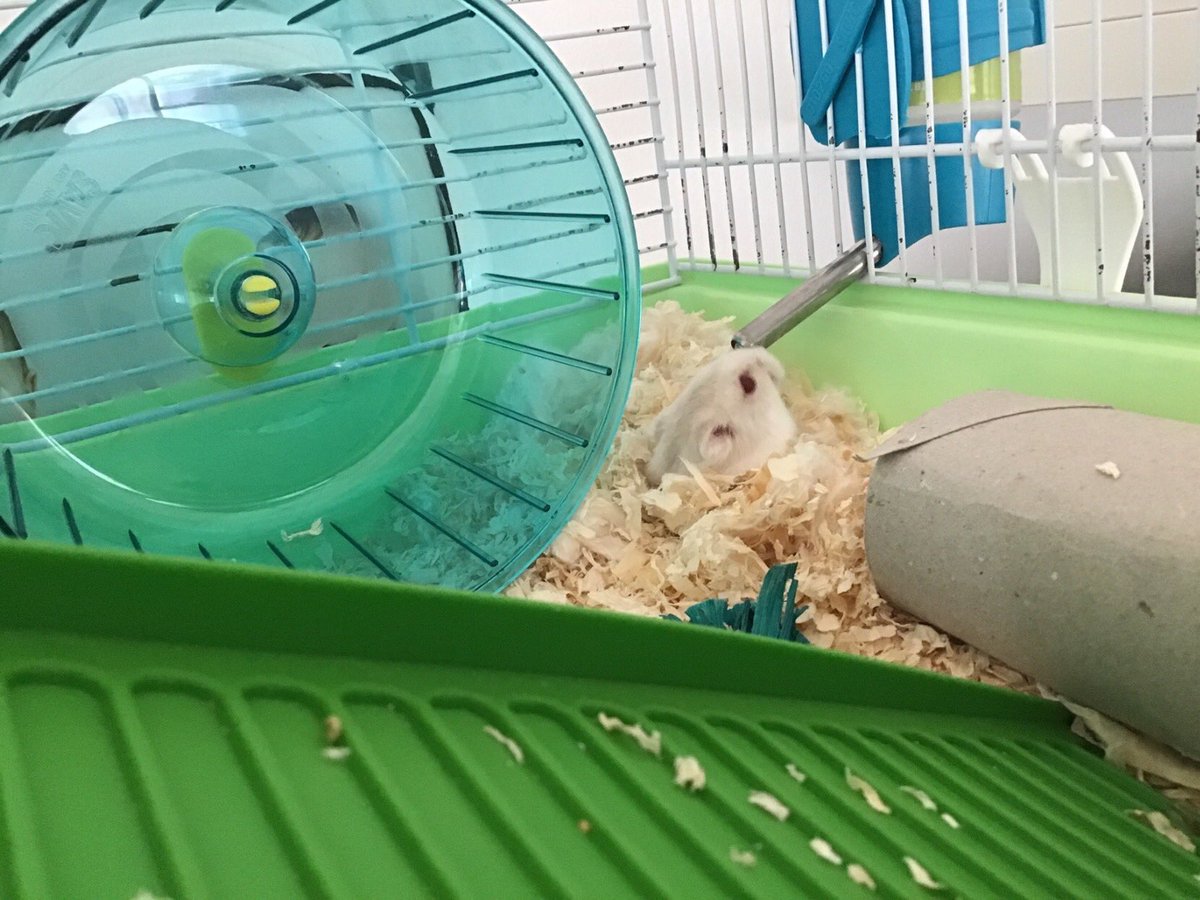 DBS_Year2's tweet photo. Even our pets are getting involved in our distance learning 🐈 🐕 🐹 @DubaiBritishSch @Taaleem #BeginsAtDBS https://t.co/M5wWi9QUqr