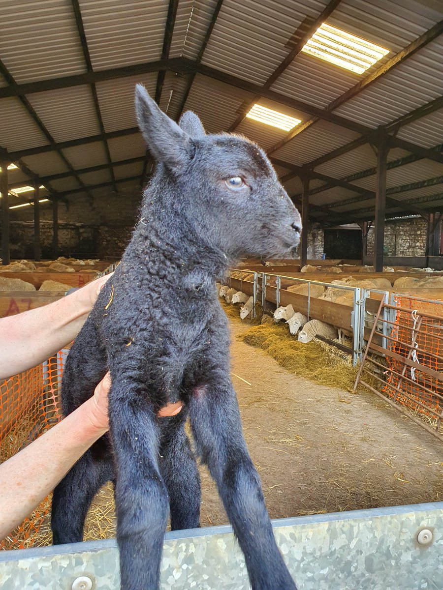 delyth fox-thomas tweet media