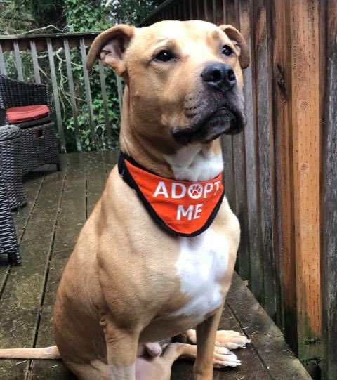 SGArescue's tweet photo. Seattle area! Available for adopt! Monte wants to love and be loved. A lab/shep mix.

Age 7, loves to please, curious of everything around him. Monte will be happy with a yard. Prefers non-dominant big dogs.
 jacintha@savinggreatanimals.org

#labmix #shepmix #labrador #shepherd https://t.co/DltYaW2YNr