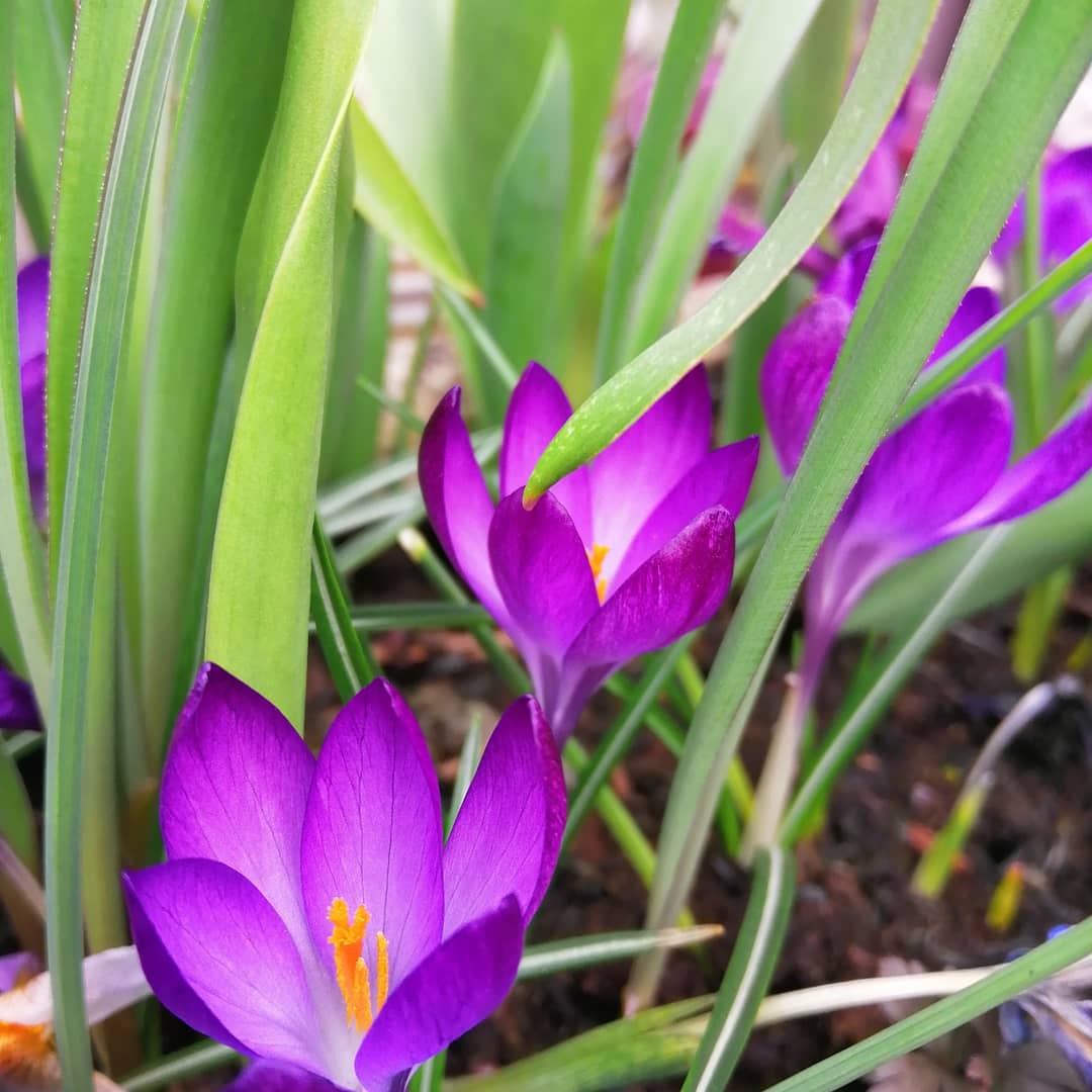 jonoDavCol's tweet photo. Getting to stay at home means that I get to enjoy the early #spring colour in the #garden.  #StayAtHome #flower #gardening https://t.co/N44nwWR2pq