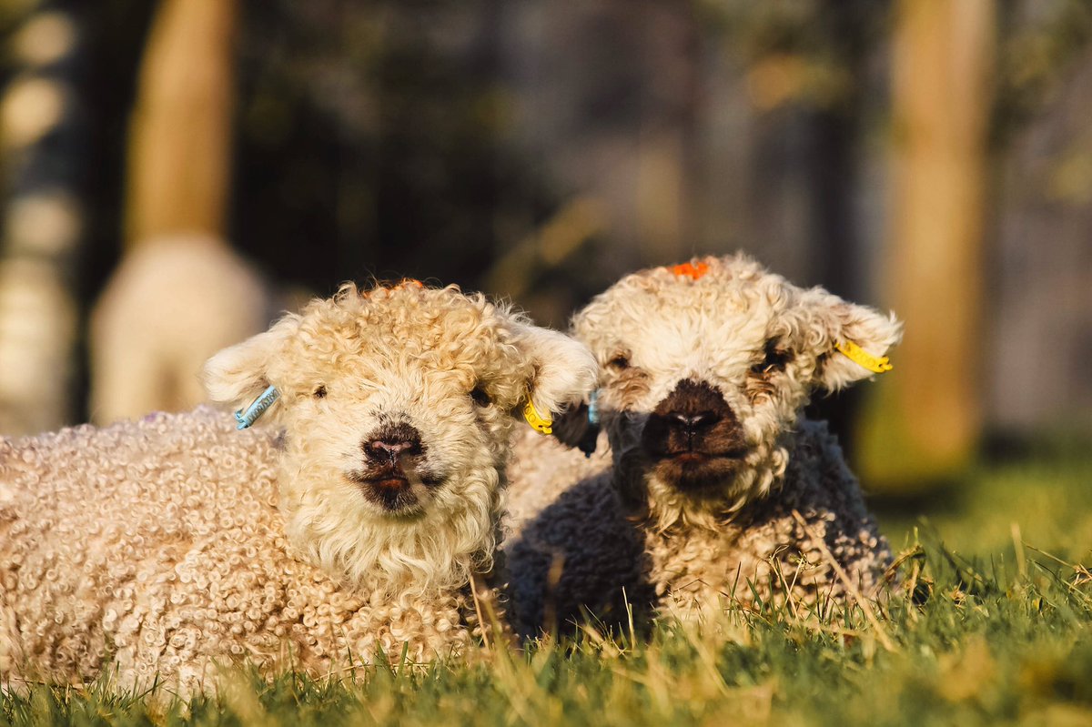 DartmoorShep's tweet photo. Some spring joy to cheer you up while you stay at home. These two little Greyface lambs seem to be best friends &amp; enjoy cuddling up together whilst their mums graze. We’ll keep you updated with lamb photos #sheep #lambs #dartmoor #devon #spring #stayhome #stayathome #COVID19 https://t.co/fvzVlYMea9