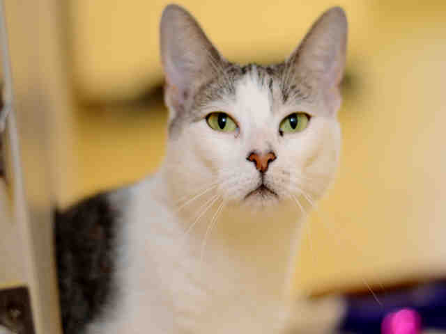 PeggyAdams.org/Adopt
We have so many beautiful animals in need of forever homes today at Peggy Adams. Our Adoption Center remains open, but by appointment only. Interested in adopting? Visit our website, then schedule a time to come in by emailing adoptions@peggyadams.org