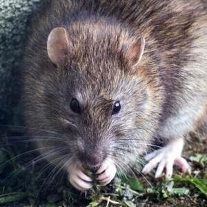 A man in China died from hantavirus and the news has caused some alarm - but what is this virus? | <a href="/Health24com/">Health24</a> 

ow.ly/1kOn50yUvVr