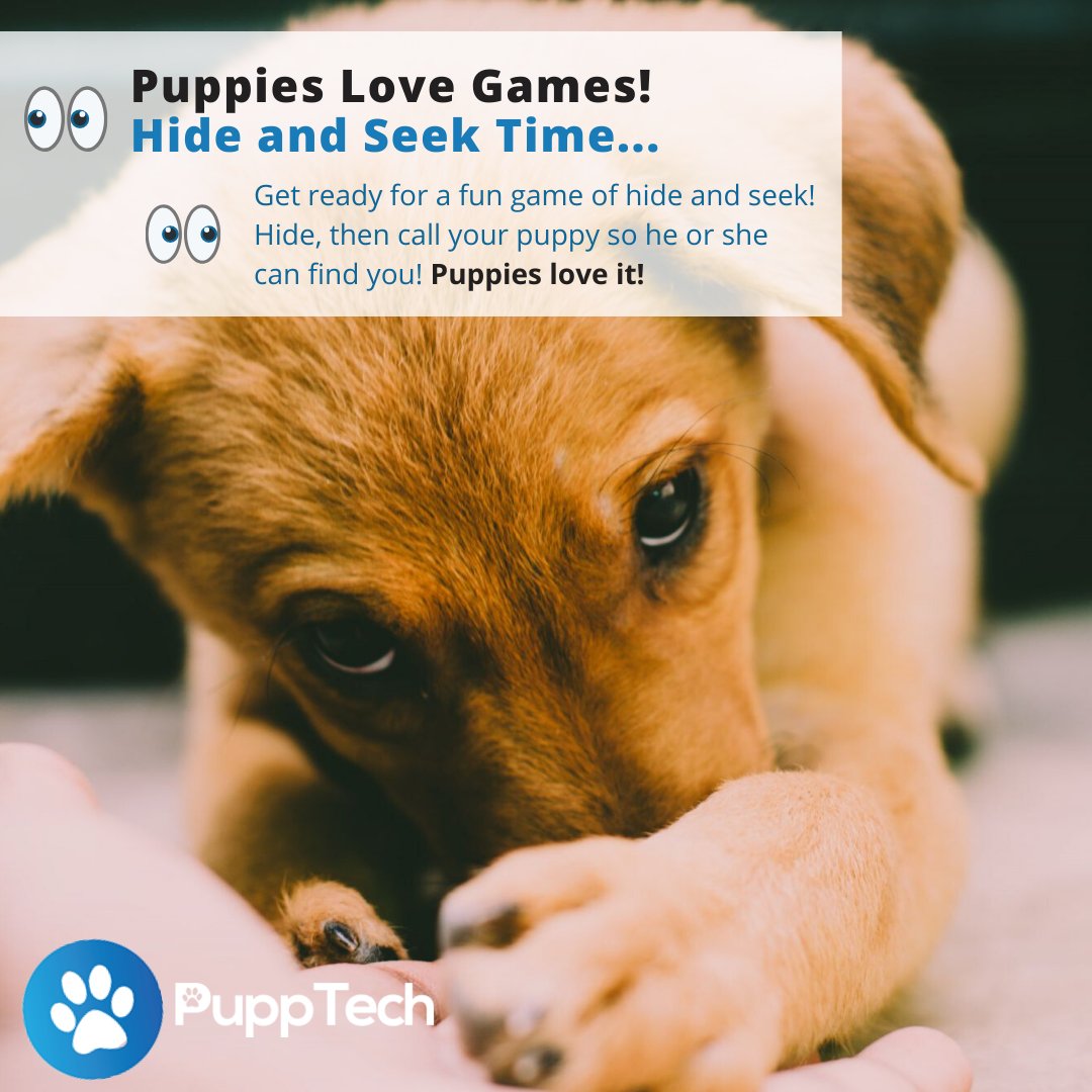 PuppTech's tweet image. Puppy Playtime is important for pups (and for you, too!). 

#puppyplaytime #hideandseek #dogs #doggos #dogsofinstagram #instagramdogs #pupptech #lovingdogs #funwithdogs #playingwithdogs #puppies #playwithpuppies