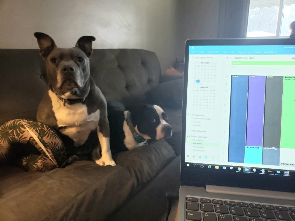 GLRAdvanced's tweet photo. We could all use a dose of "pawsitivity" right now... Yesterday was National Puppy Puppy Day so our team members who are working from home thought they'd share their photos of their new "coworkers" with you. 😉

#tuesdaypositivity #nationalpuppyday #dogsofglra #wfh https://t.co/lL3C4sk5BY