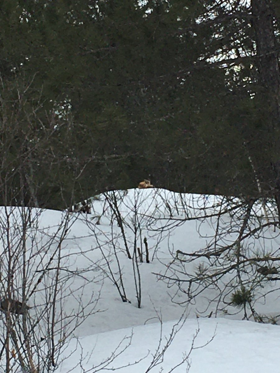 KMTeach6's tweet photo. Even the fox we saw on our evening Family Walk is practising social distancing!  Stay safe, everyone! https://t.co/62zCjcv1EI