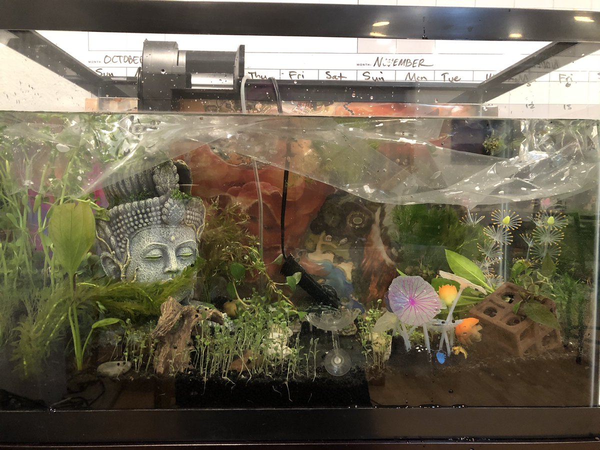 Day 20/ #shrimptankThe blue shrimp have shipped & they will be here Friday!!Many new live plants arrived & were planted in the 2nd 20 gallon tank late last night.Boom, a new tank is cycling now!!