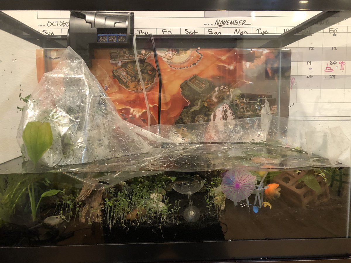 Day 20/ #shrimptankThe blue shrimp have shipped & they will be here Friday!!Many new live plants arrived & were planted in the 2nd 20 gallon tank late last night.Boom, a new tank is cycling now!!