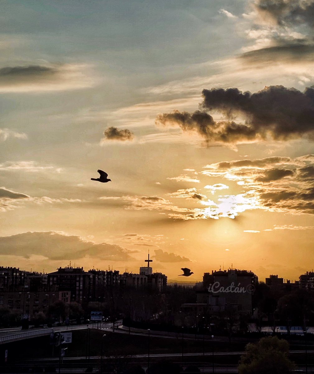 Nachocastan's tweet photo. Dentro de poco, volaremos juntos y libres!
(Atardeceres desde el balcón)
#nccfoto #mobilephotographer #iCastan #cuarentena #sinsalirdecasa #zgz #zaragoza #edicionfotografica #aragon #igersaragon #nccfotomovil #instaiphonegraphy #yomequedoencasa #COVID2019 #youmobile #enjoyaragon https://t.co/1OkHzOxlU4