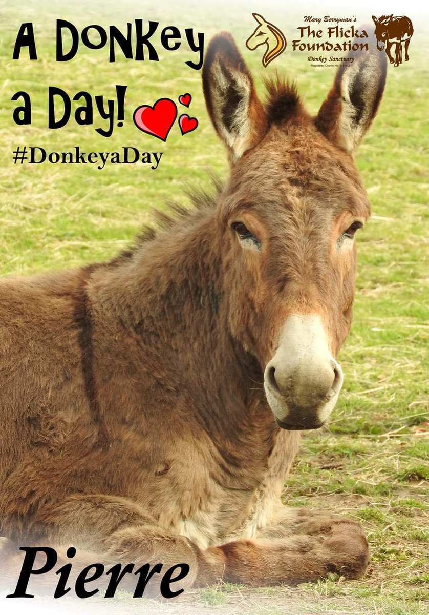 Our gorgeous French Boy, Pierre is today's #DonkeyaDay 💞 especially for those who are on lockdown or self-isolating, those who are caring for the sick or vulnerable and those who are worried or needing an extra lift.