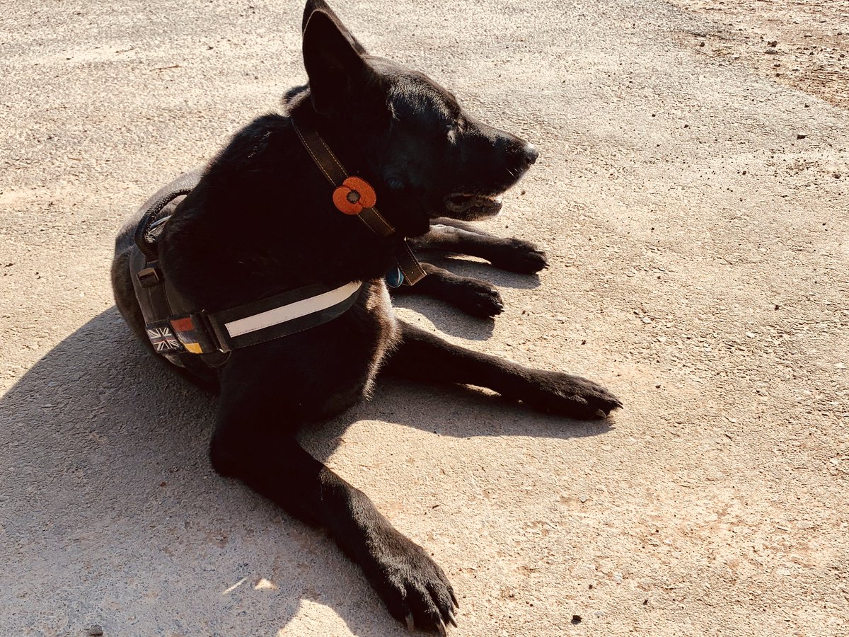 RPD Bear tweet media