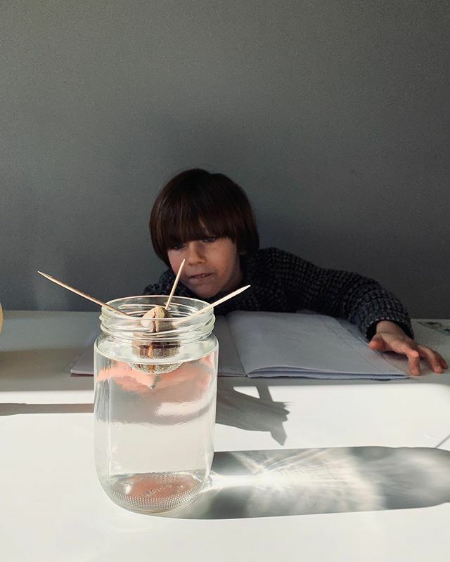 This staying at home business is so exhausting 🥱 the boys mainly played Lego while I caught up with work &amp; did piles of washing... but we did do a bit of reading, a few maths games, played cards &amp; put these avocado stones in water as a science experi… ift.tt/33P3EmT