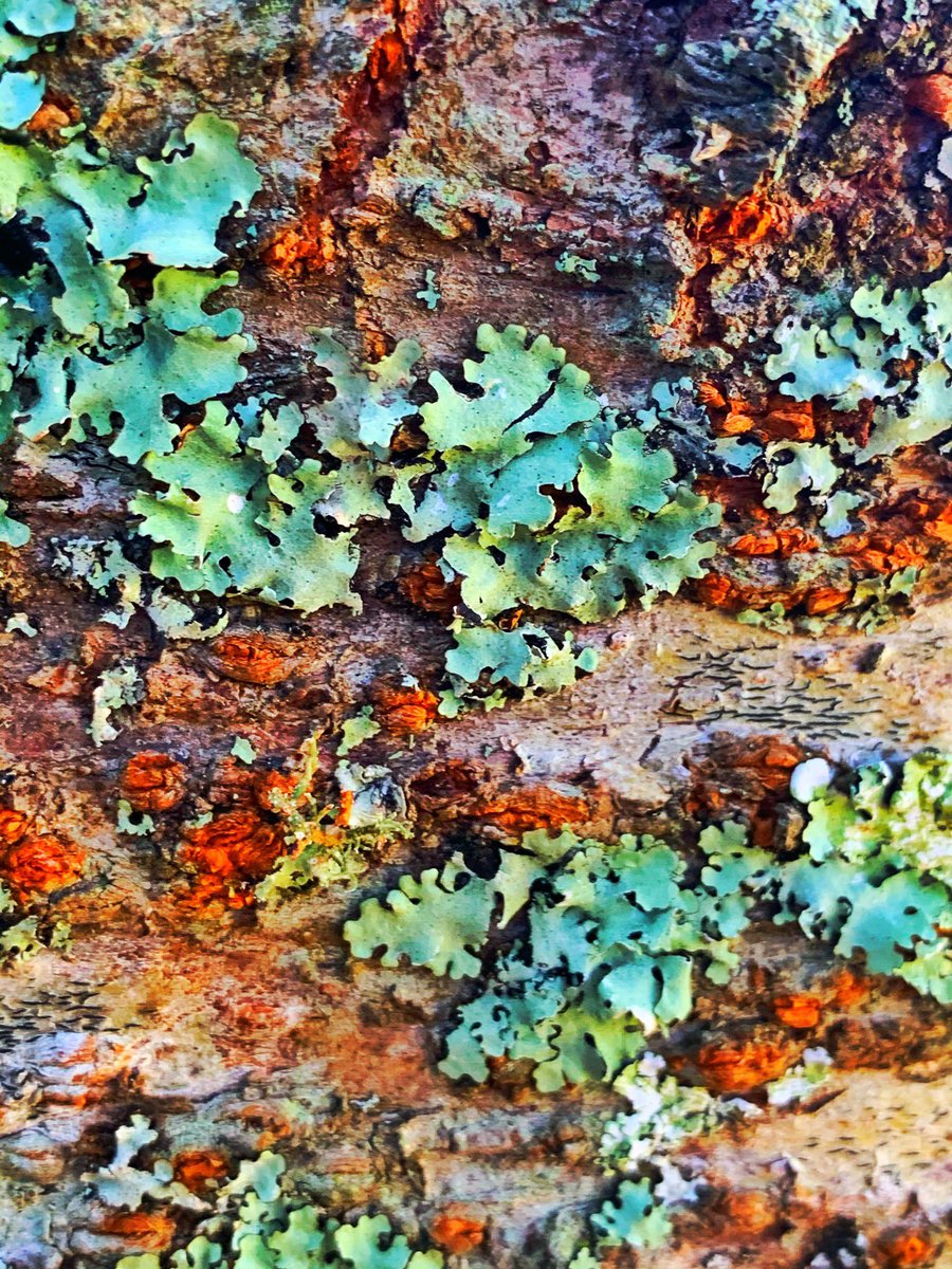 Jo Weldon  ADE tweet media