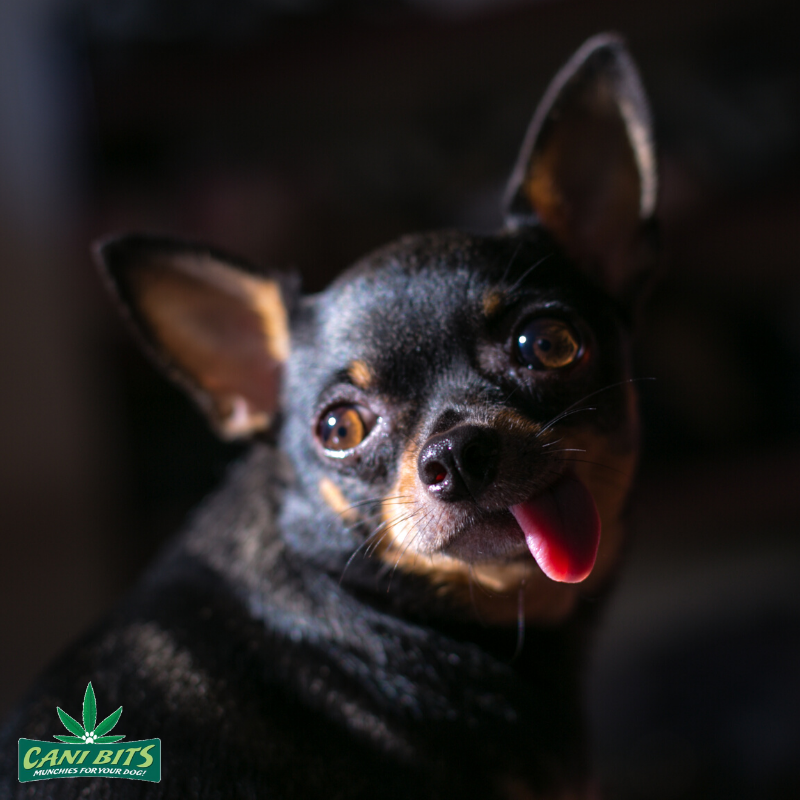 CaniBits's tweet photo. Happy Tongues out Tuesday! 

What a little cutie! 

#tonguesouttuesday https://t.co/UsTYVcYkdM