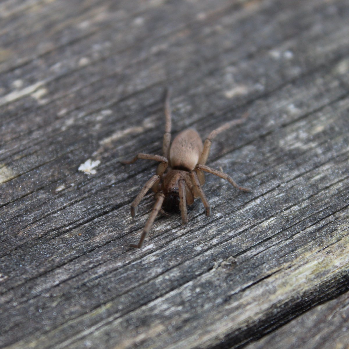 Day one.False Widow SpiderStone Ground-spiderEpiphyas sp. of moth?Silver-sided Sector Spider  #GardenWildlife  #QuarantineWildlife  #WildlifePhotography