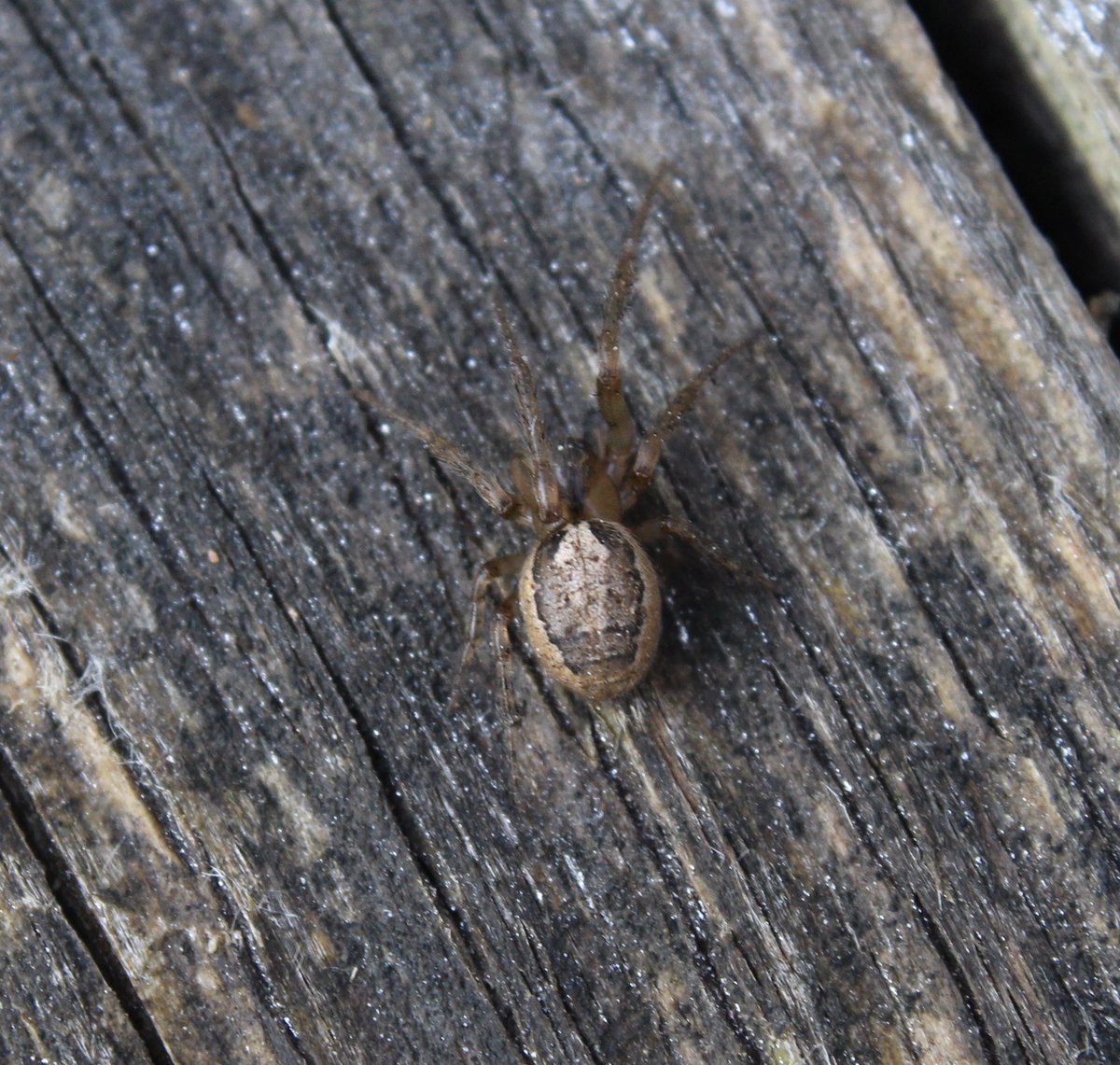 Day one.False Widow SpiderStone Ground-spiderEpiphyas sp. of moth?Silver-sided Sector Spider  #GardenWildlife  #QuarantineWildlife  #WildlifePhotography