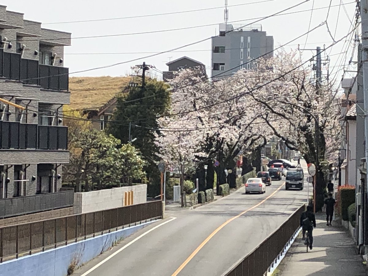 むらさき橋から見える桜のトンネル🌸今年もいい感じですね〜　＃サラダボウル
#さくら　#武蔵野市
#むらさき橋　#桜のトンネル