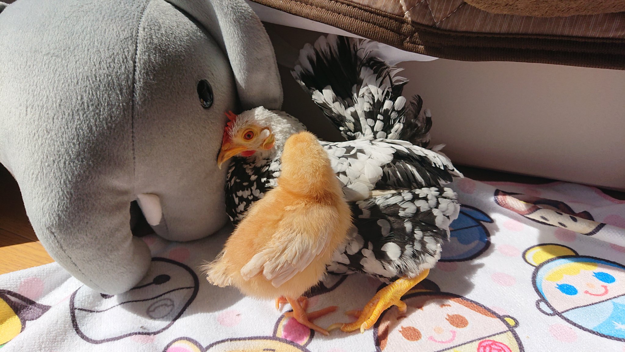 にわとり&ひよこ♡苺set にわとり&ひよこ♡苺set