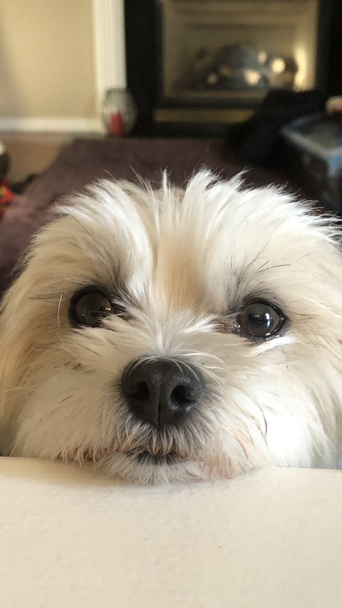 CBSouthHS's tweet photo. @CBSouthHS Ms. Wilson's "Zoe"
#PetsOfCBSouth https://t.co/c4oHJlaei1