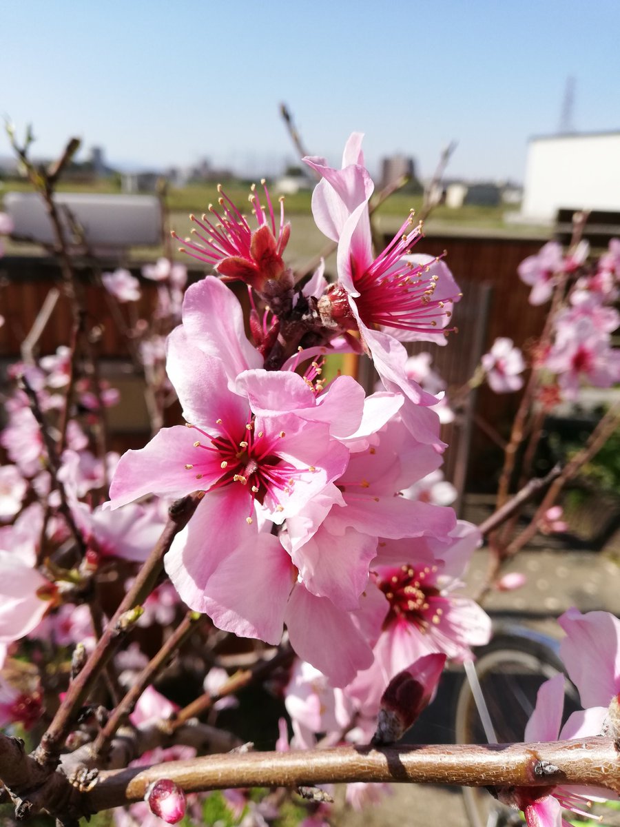 みのようへい V Twitter アーモンドの花てカニカマみたいな感じでほぼ桜っすね
