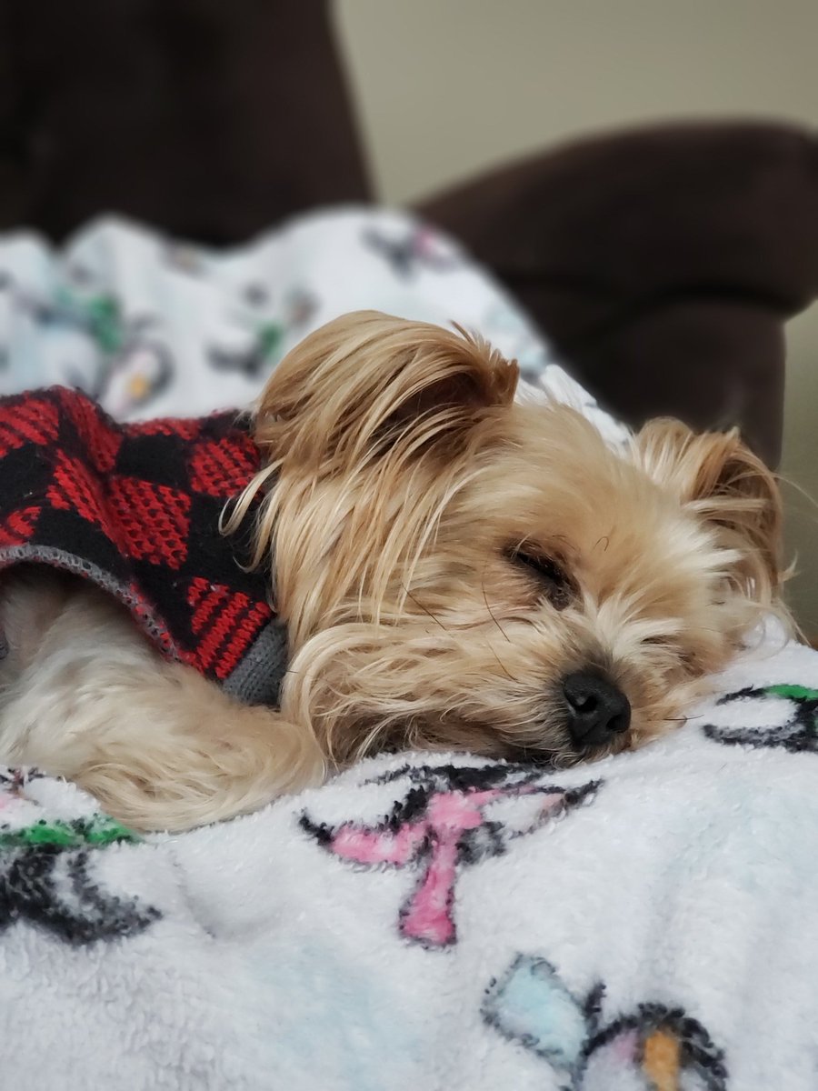 themilitarymove's tweet image. As a former teacher, I am back to it (i.e. homeschooling). As a real estate broker, I am officially "grounded" to virtual work!! Show me  who is in your "virtual" work space!! Mine is below!! 
#StayAtHomeOrder #StayHome