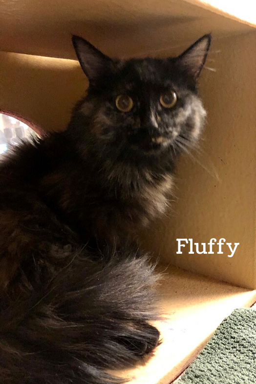 AllCatsRescue's tweet photo. These gorgeous, 11 month old, medium-hair kitties just arrived at PetSmart on Louise Ave! Charlie, Fluffy, &amp; Molly are sweethearts who love attention, &amp; to top it off, they are all polydactyl! Molly even has extra toes on her back paws! Apply to adopt at https://t.co/wiQRps7ZMH! https://t.co/M8ZqVGLLAi