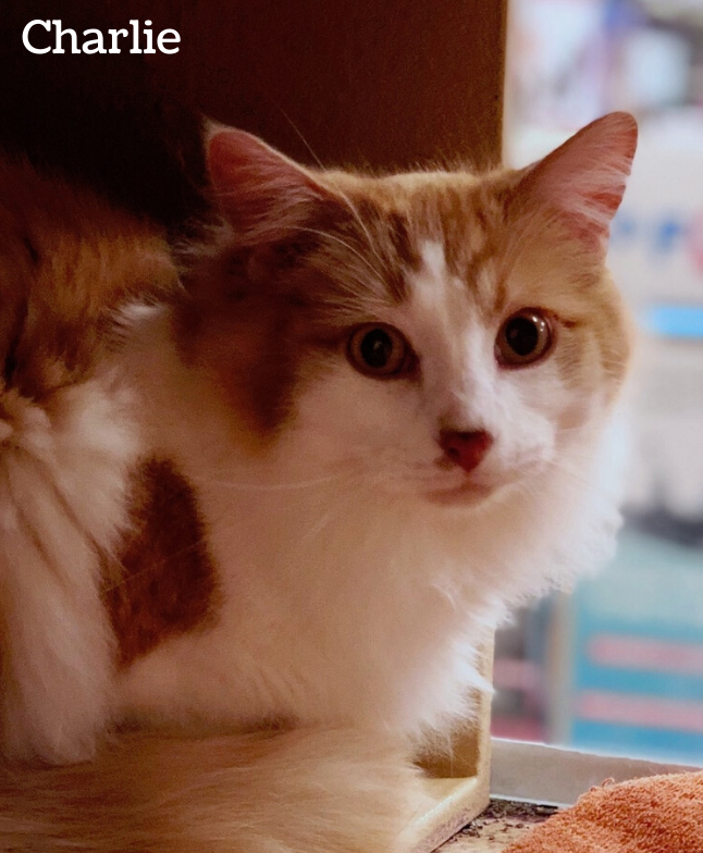 all cat rescue