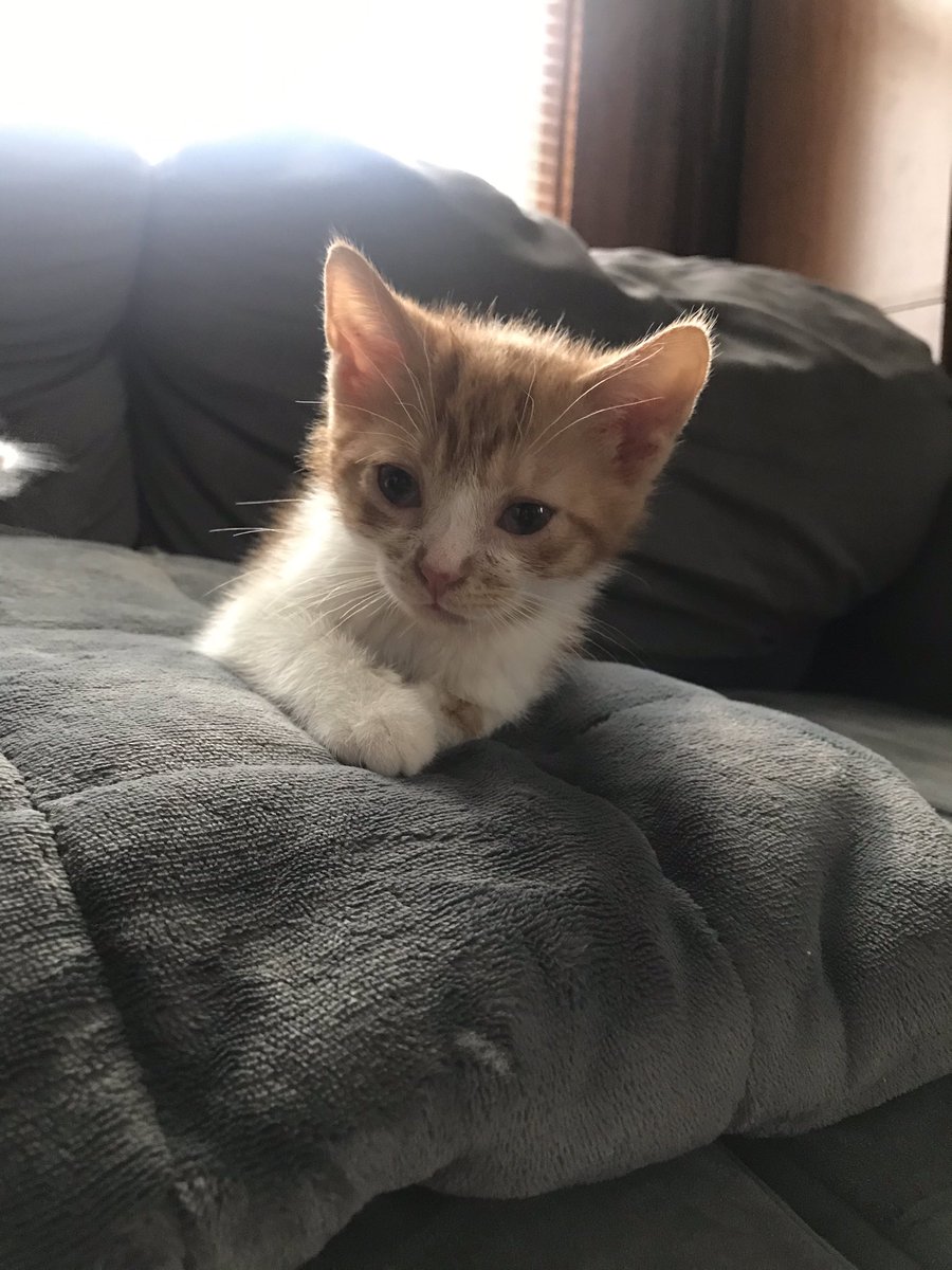 heather_germain's tweet photo. Meet our fur babies; Hardy and Wallen. 🥰 Named after @MorganWallen and @hardymusic https://t.co/pr9TW7r02t