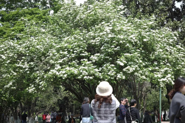 Kunshan_China's tweet photo. Get ready for the full bloom of #Kunshanโs renowned flower, Chinese snowball viburnum. The flowers can be as large as the plates and as white as snow with charming fragrant. The best time and place to enjoy the blossoms is around late March and early April in #Tinglin Park. https://t.co/K0F3UwQ5Yz