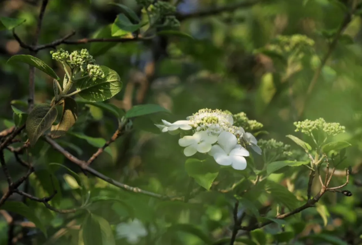 Kunshan_China's tweet photo. Get ready for the full bloom of #Kunshanโs renowned flower, Chinese snowball viburnum. The flowers can be as large as the plates and as white as snow with charming fragrant. The best time and place to enjoy the blossoms is around late March and early April in #Tinglin Park. https://t.co/K0F3UwQ5Yz