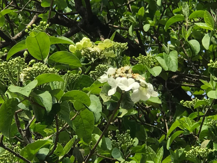 Kunshan_China's tweet photo. Get ready for the full bloom of #Kunshanโs renowned flower, Chinese snowball viburnum. The flowers can be as large as the plates and as white as snow with charming fragrant. The best time and place to enjoy the blossoms is around late March and early April in #Tinglin Park. https://t.co/K0F3UwQ5Yz